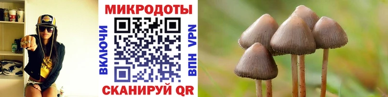 Псилоцибиновые грибы Psilocybine cubensis  Ярославль 